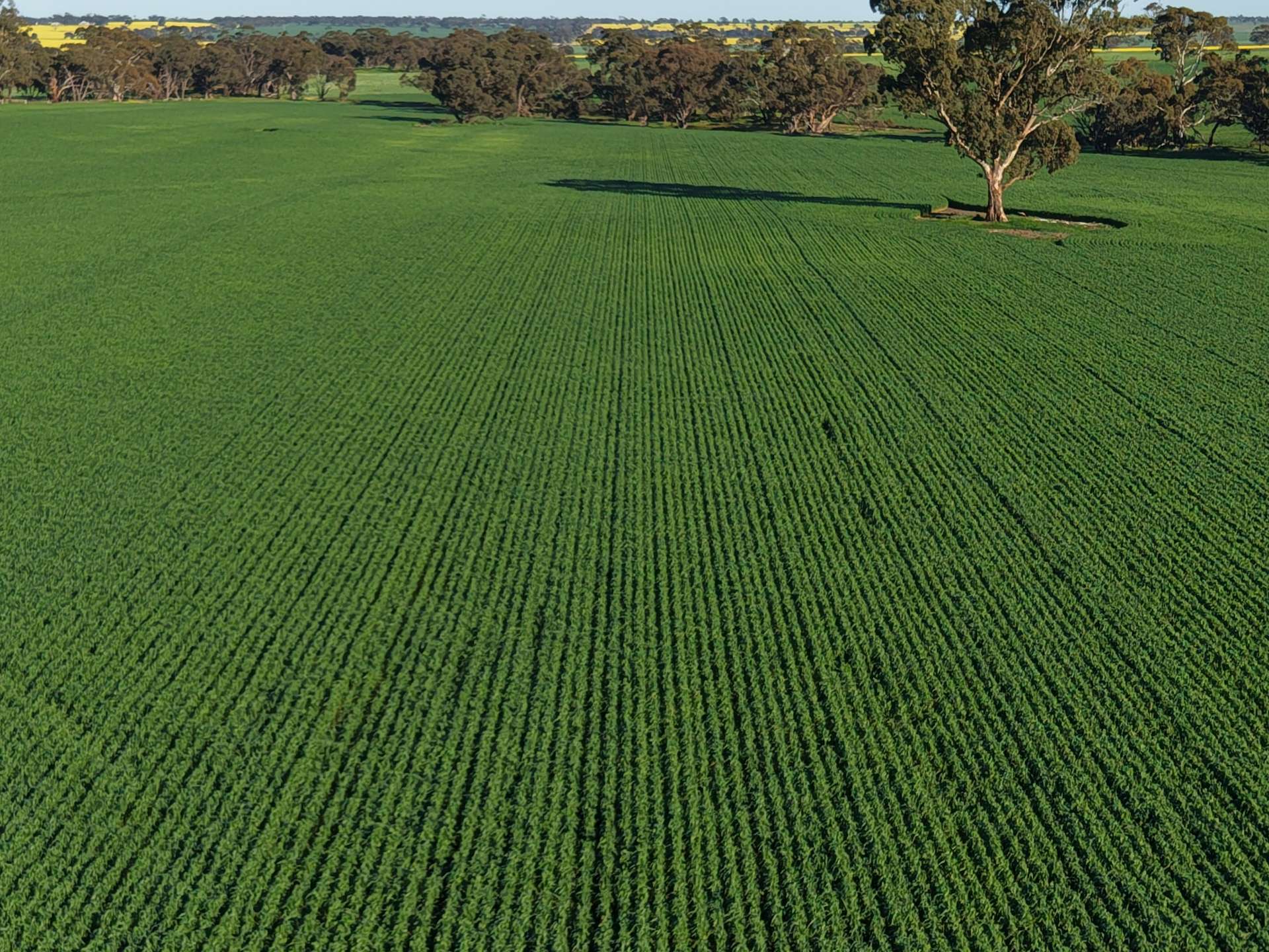 0 The Avenue Road, Kaniva For Sale by Farmbuy.com - image 5