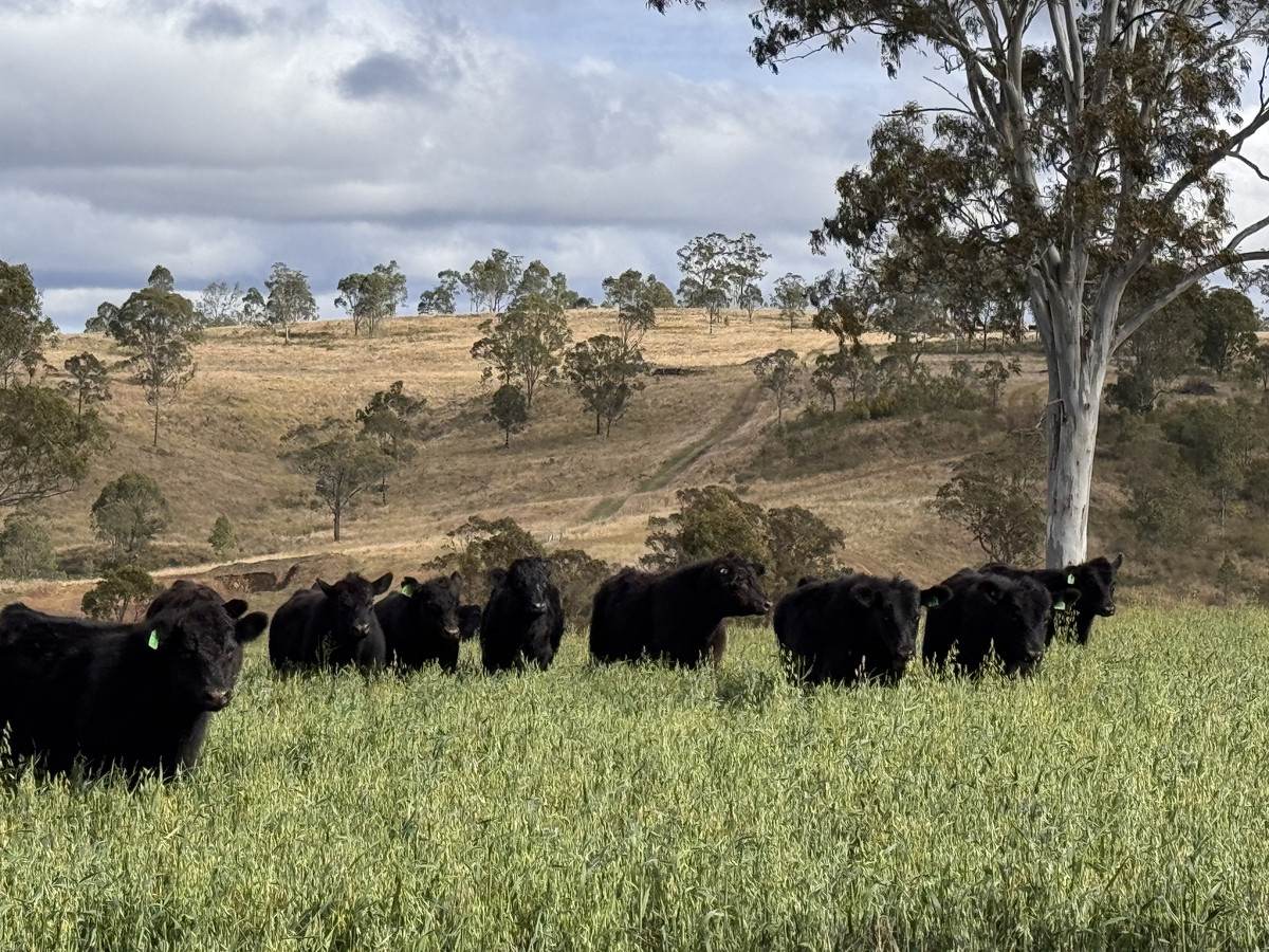 231 Dascombe Road, Coalbank For Sale by Farmbuy.com - image 11