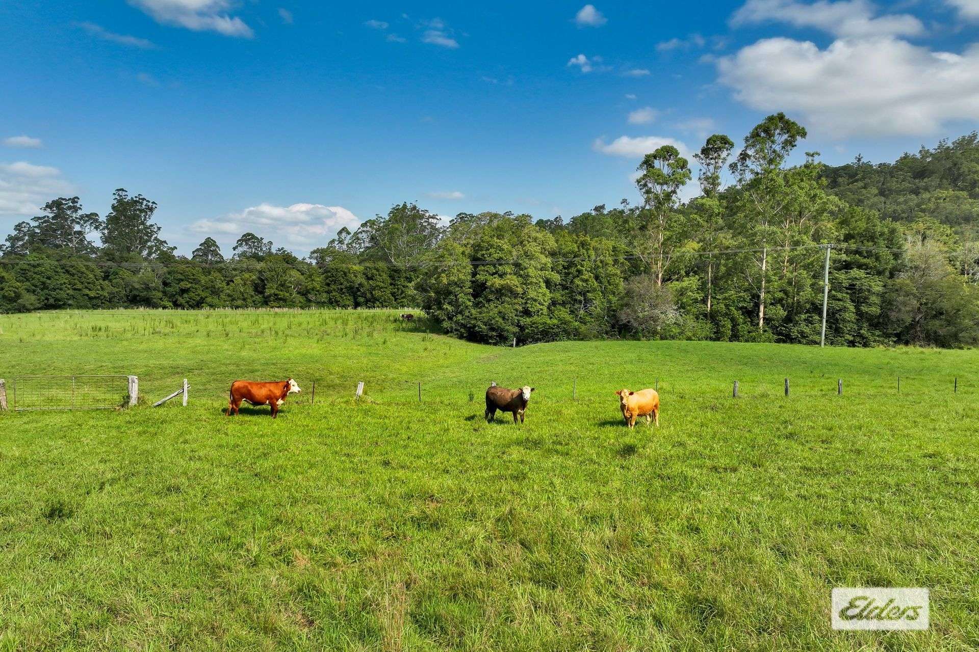 1698 Yarramalong Road, Yarramalong For Sale by Farmbuy.com - image 19