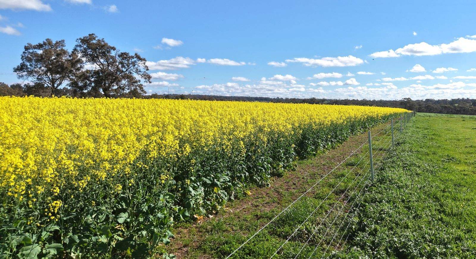 Lot 1153 Crockerup Road, Mount Barker For Sale by Farmbuy.com - image 7