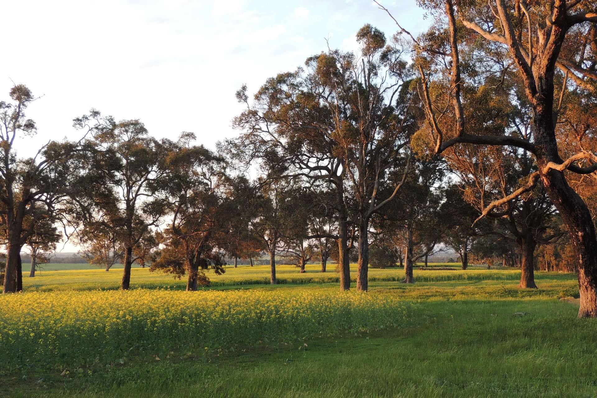 Lot 1153 Crockerup Road, Mount Barker For Sale by Farmbuy.com - image 17