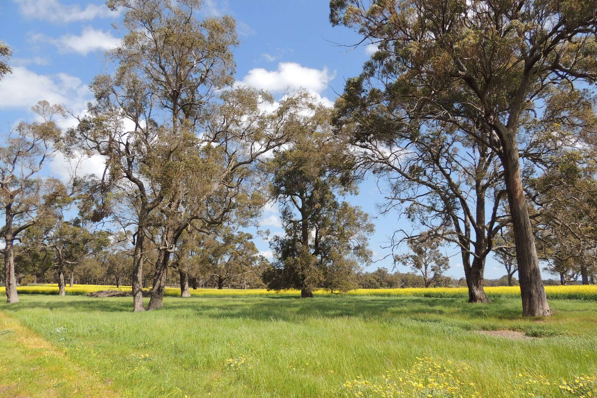 Lot 1153 Crockerup Road, Mount Barker For Sale by Farmbuy.com - image 15
