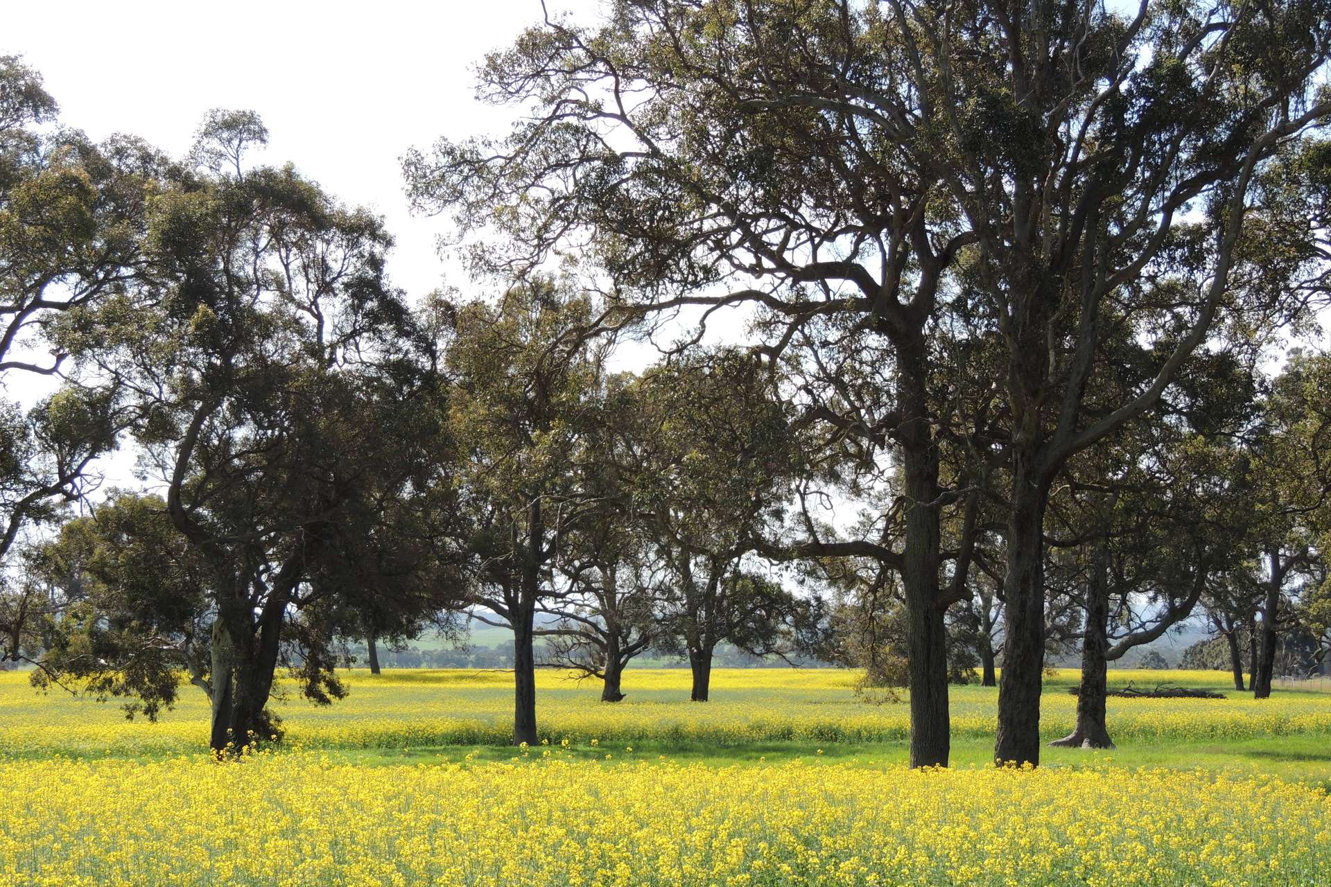 Lot 1153 Crockerup Road, Mount Barker For Sale by Farmbuy.com - image 16