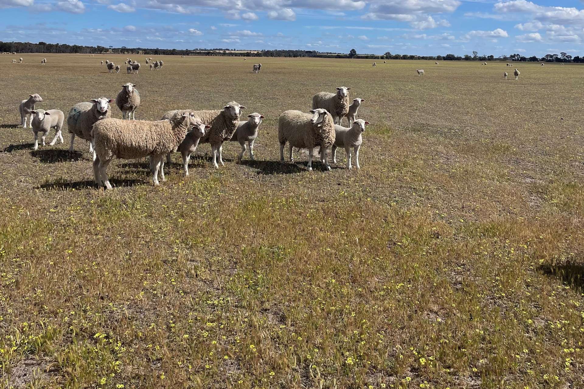 976 Malyalling Road, Malyalling For Sale by Farmbuy.com - image 10