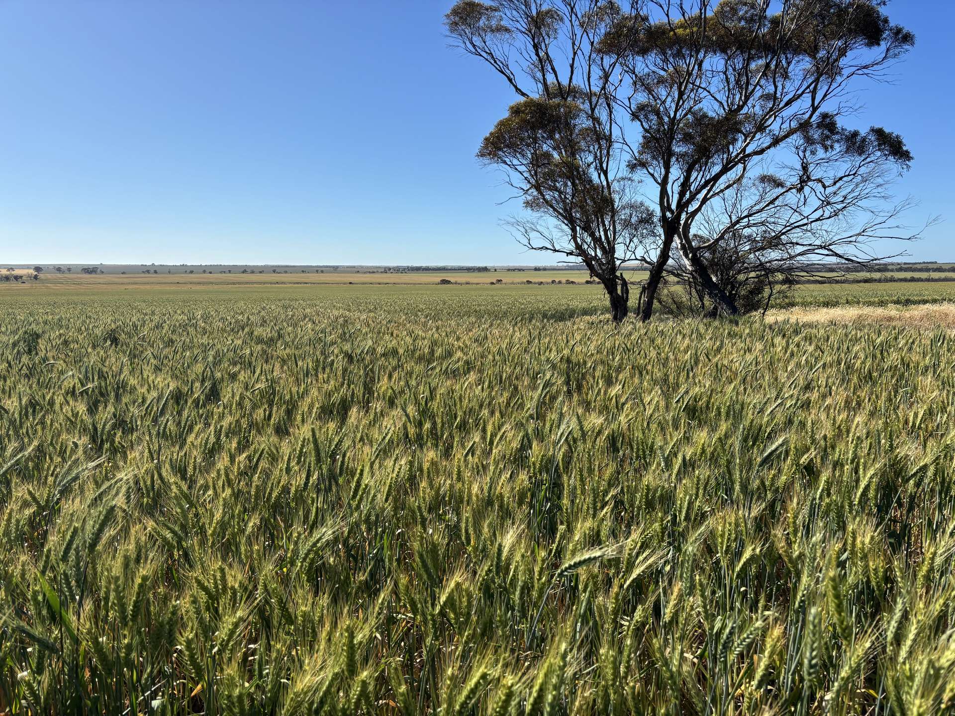 . 'Nocks' Lease, Yorkrakine For Sale by Farmbuy.com - image 12
