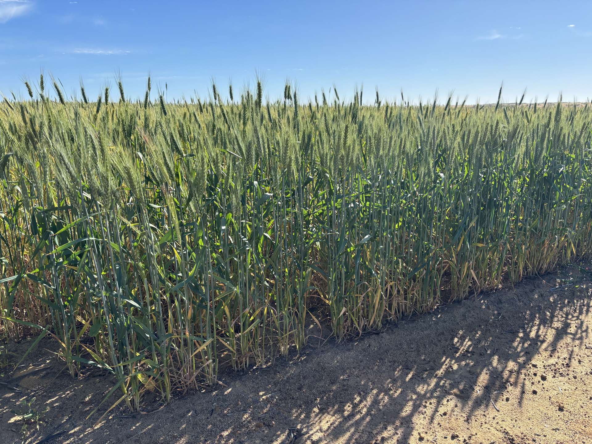 . 'Nocks' Lease, Yorkrakine For Sale by Farmbuy.com - image 4
