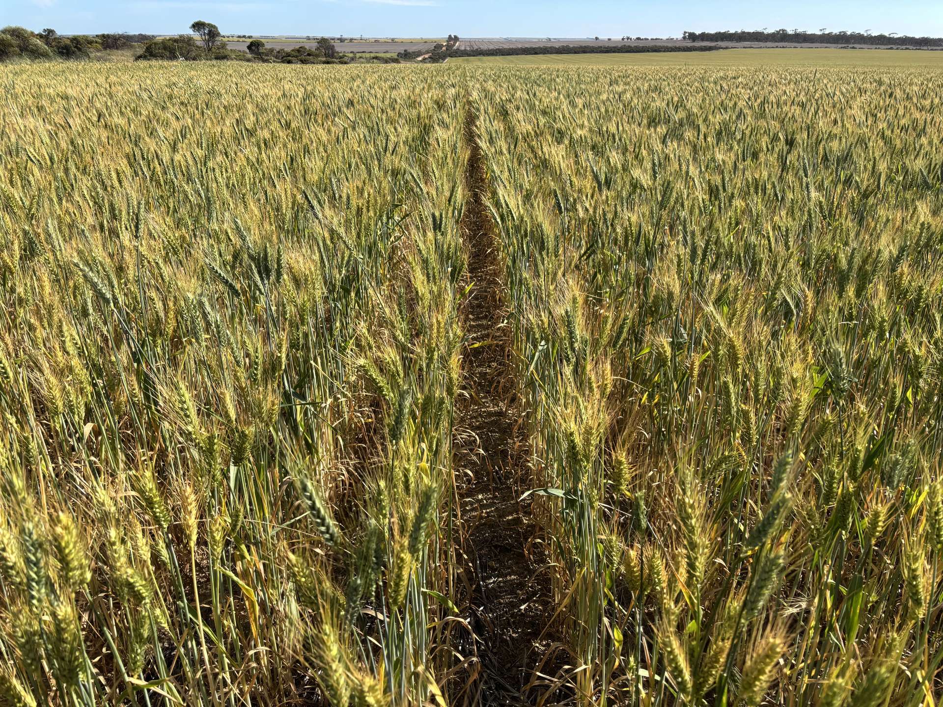 . 'Nocks' Lease, Yorkrakine For Sale by Farmbuy.com - image 2