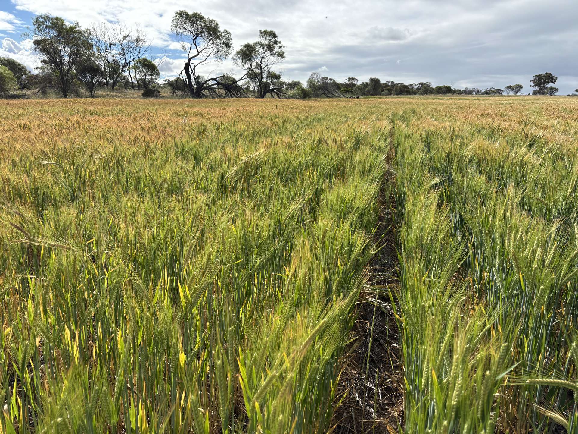 . 'Nocks' Lease, Yorkrakine For Sale by Farmbuy.com - image 6