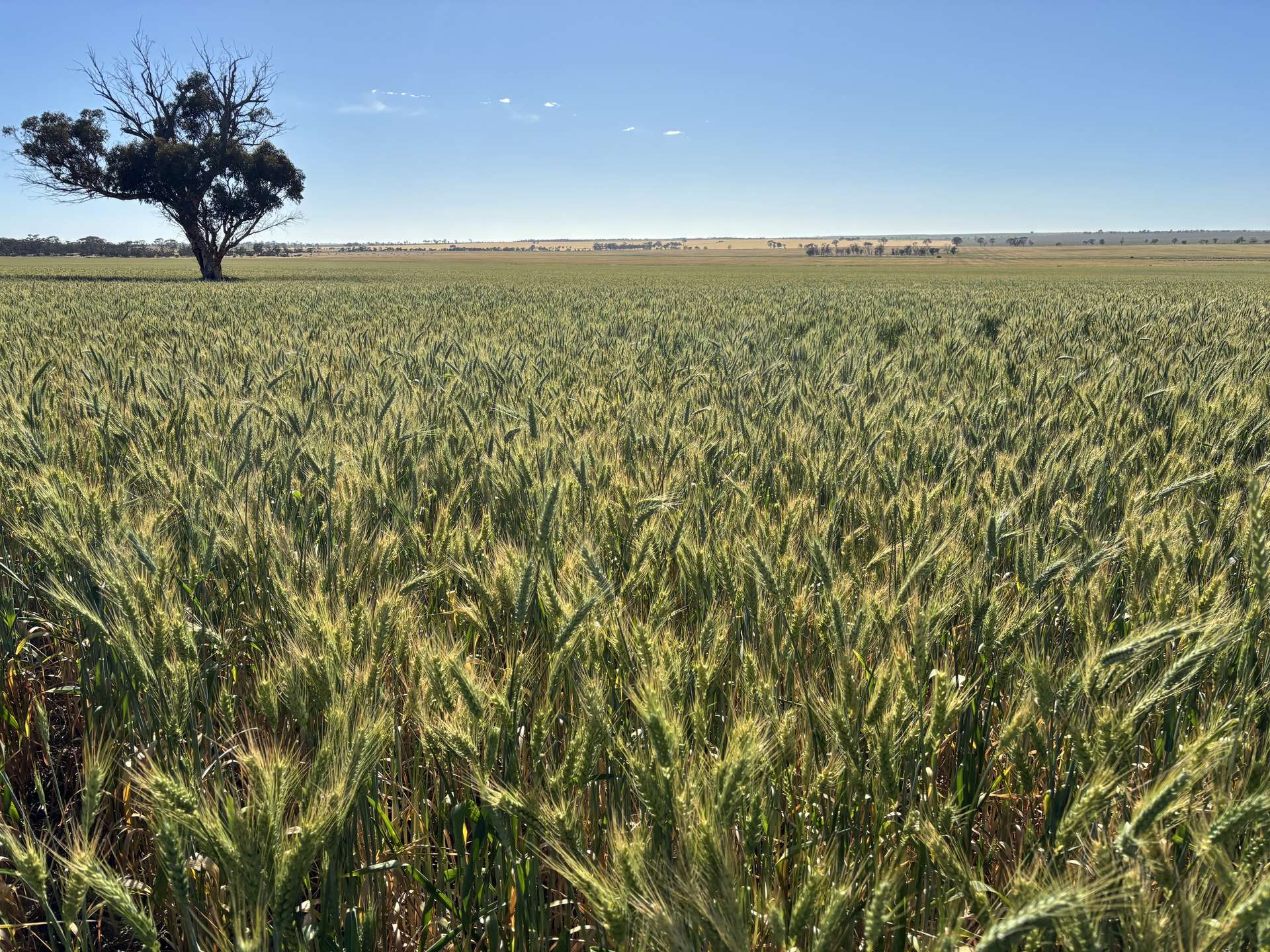 . 'Nocks' Lease, Yorkrakine For Sale by Farmbuy.com - image 13