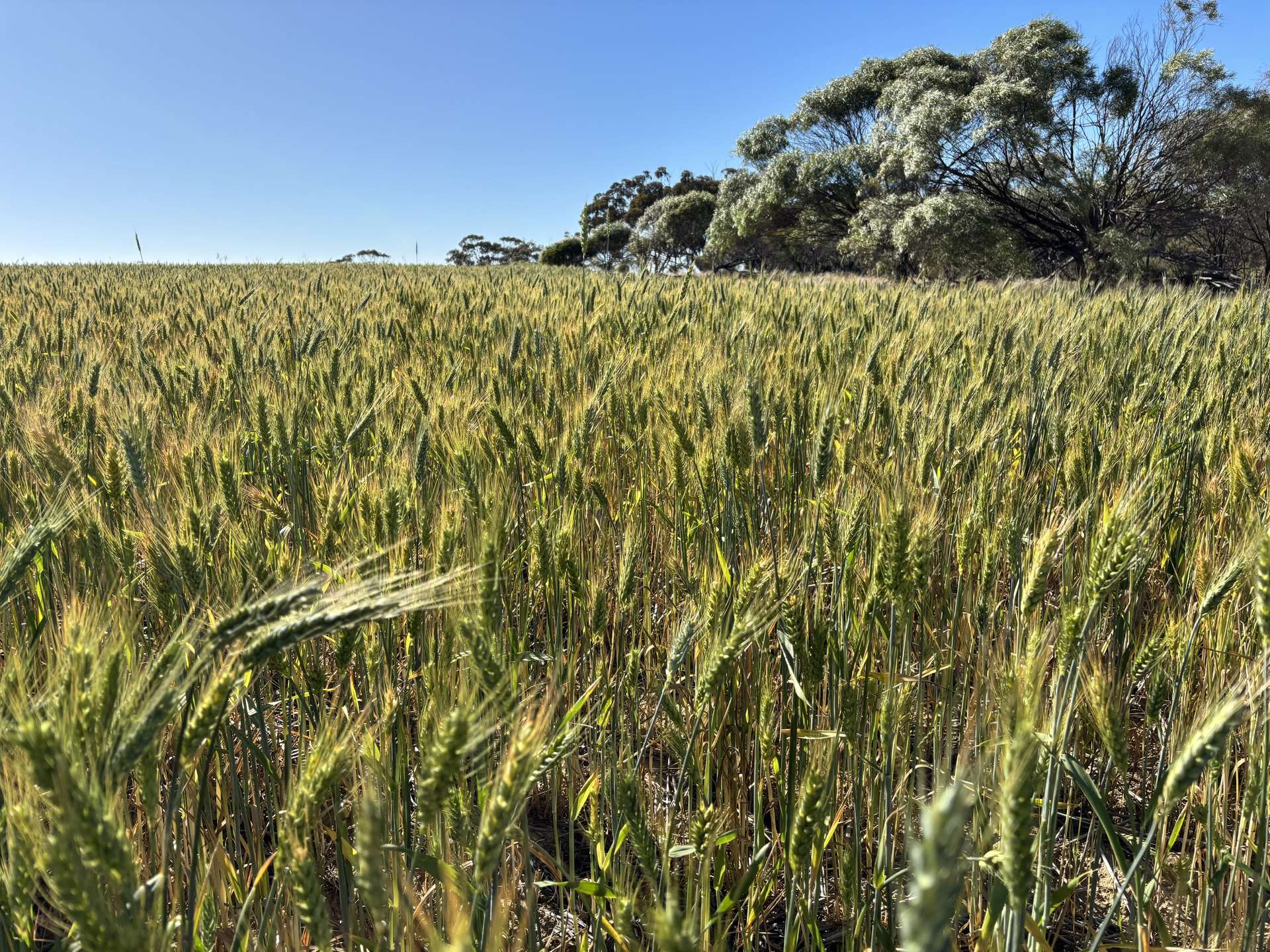 . 'Nocks' Lease, Yorkrakine For Sale by Farmbuy.com - image 7