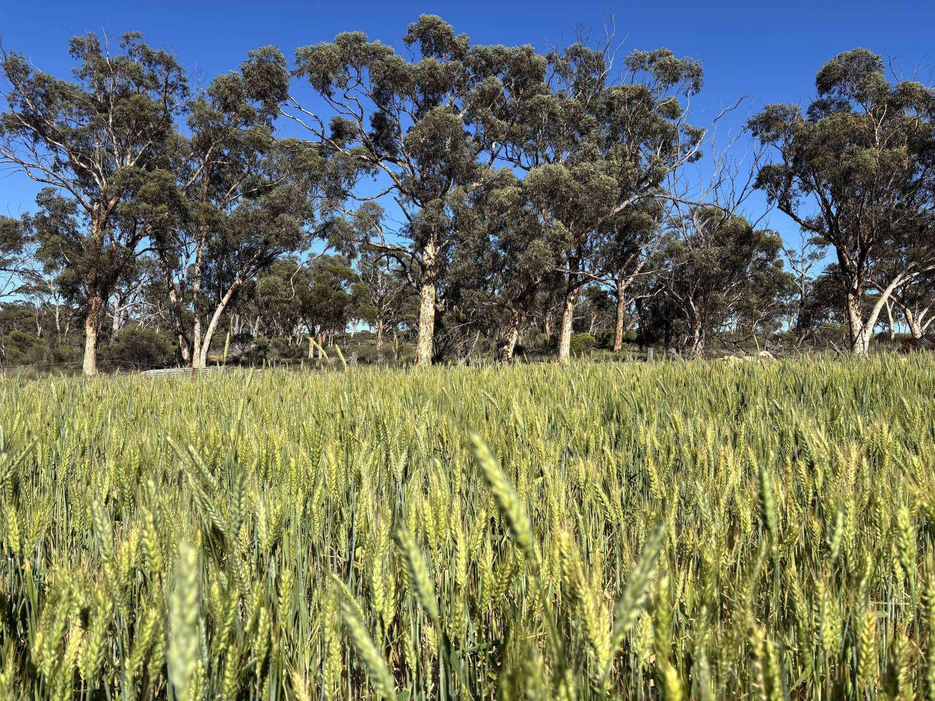 . 'Nocks' Lease, Yorkrakine For Sale by Farmbuy.com - image 14