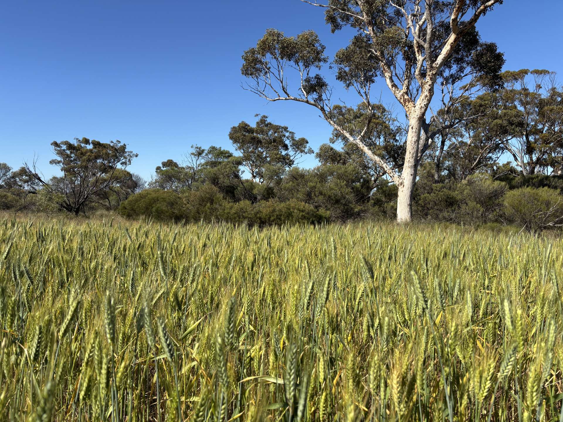 . 'Nocks' Lease, Yorkrakine For Sale by Farmbuy.com - image 8