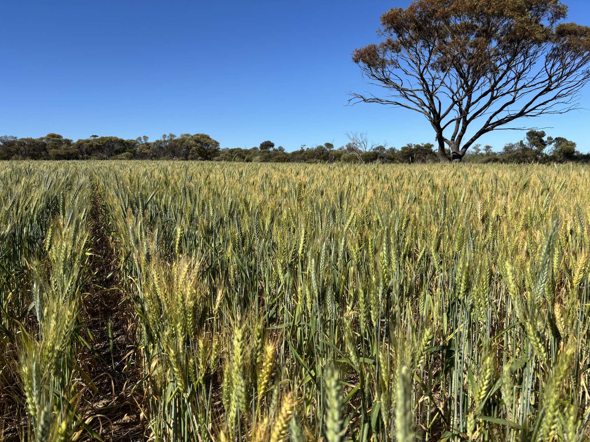 . 'Nocks' Lease, Yorkrakine For Sale by Farmbuy.com - image 1