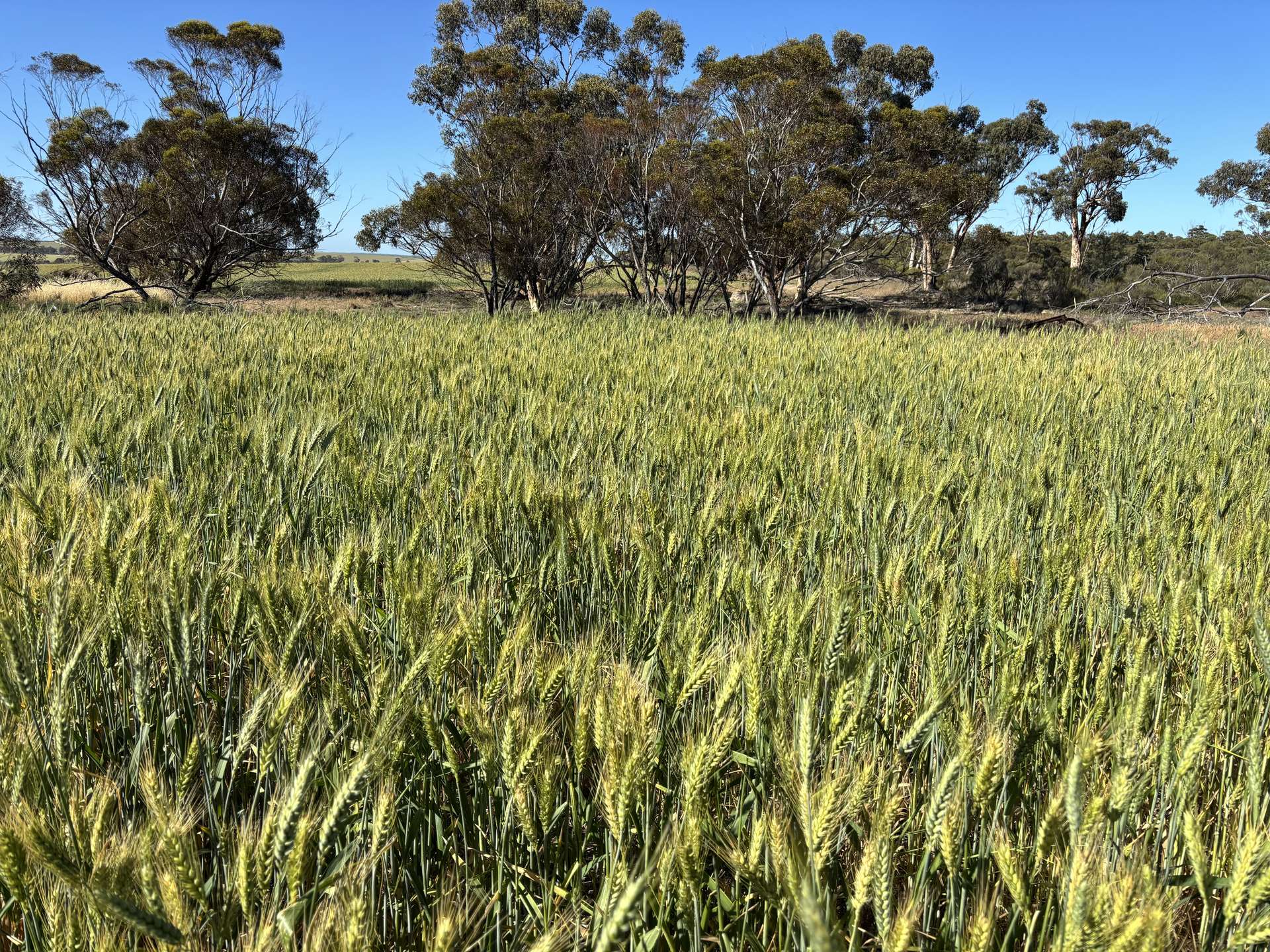 . 'Nocks' Lease, Yorkrakine For Sale by Farmbuy.com - image 10