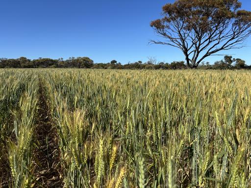 &period; 'Nocks' Lease, Yorkrakine WA 6409