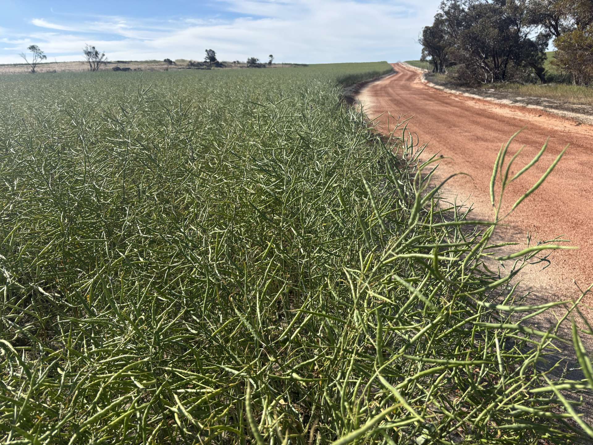 . 'Dairy Downs', Babakin For Sale by Farmbuy.com - image 4