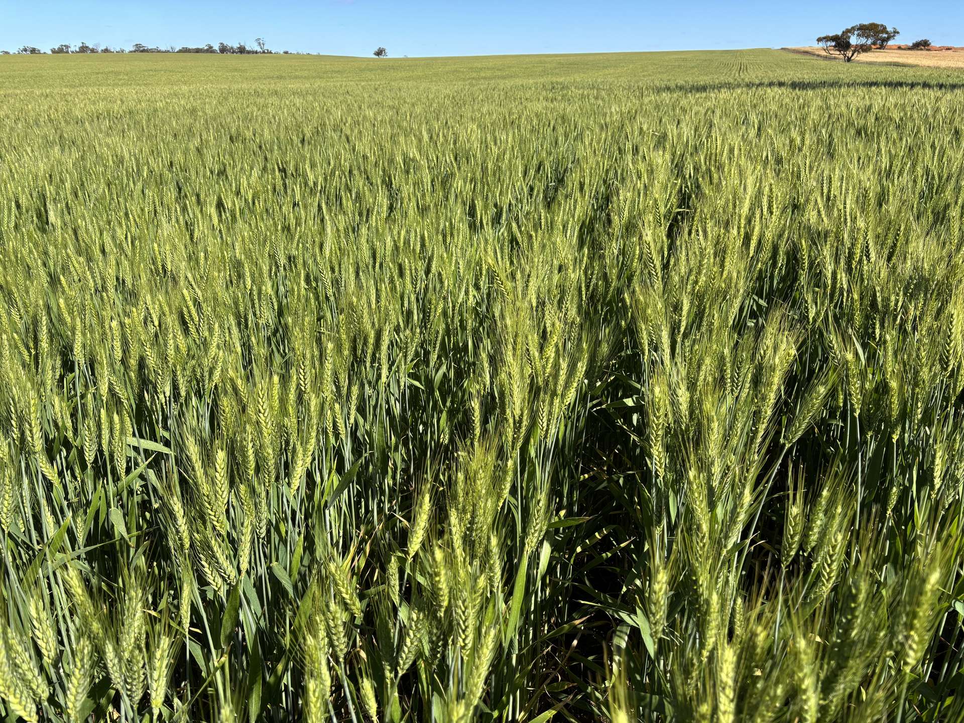 . 'Dairy Downs', Babakin For Sale by Farmbuy.com - image 3
