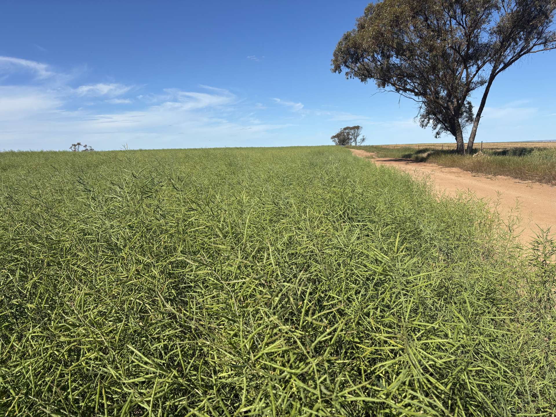 . 'Dairy Downs', Babakin For Sale by Farmbuy.com - image 2