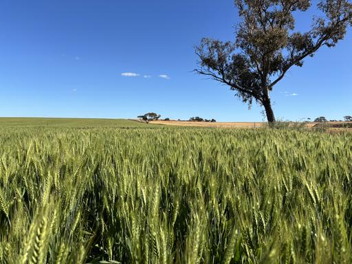 &period; 'Dairy Downs', Babakin WA 6428