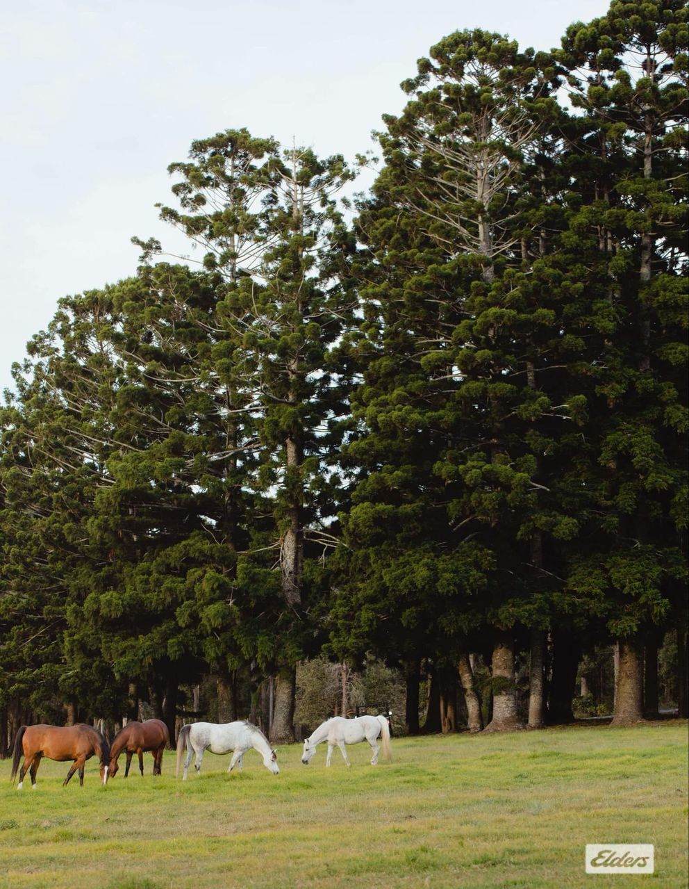 691 Wisemans Ferry Road, Somersby For Sale by Farmbuy.com - image 24