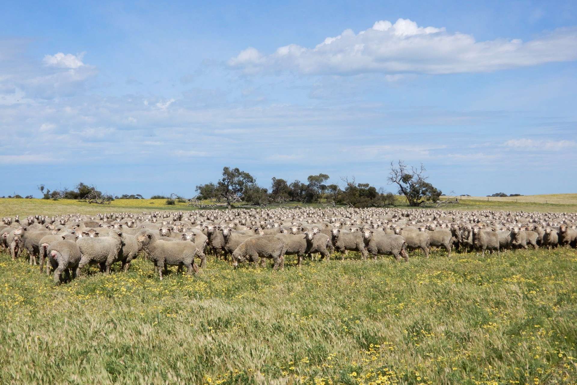 3081 Emu Flat Road, Sherwood For Sale by Farmbuy.com - image 21