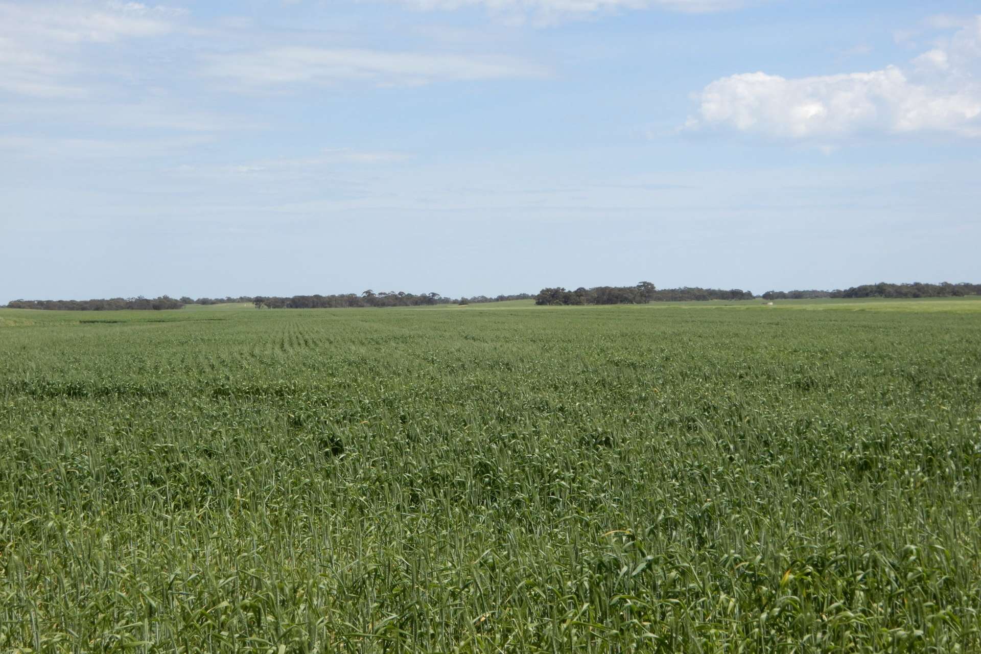 3081 Emu Flat Road, Sherwood For Sale by Farmbuy.com - image 24