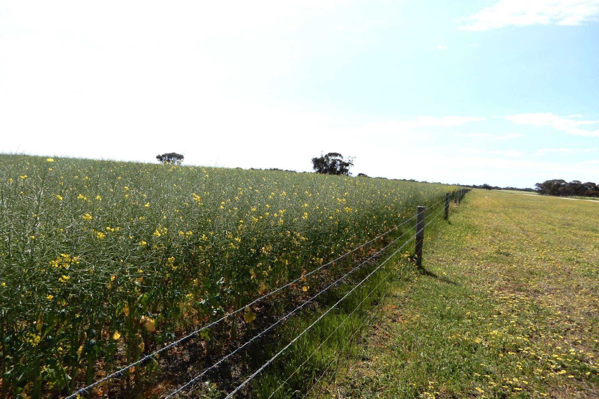 3081 Emu Flat Road, Sherwood For Sale by Farmbuy.com - image 2
