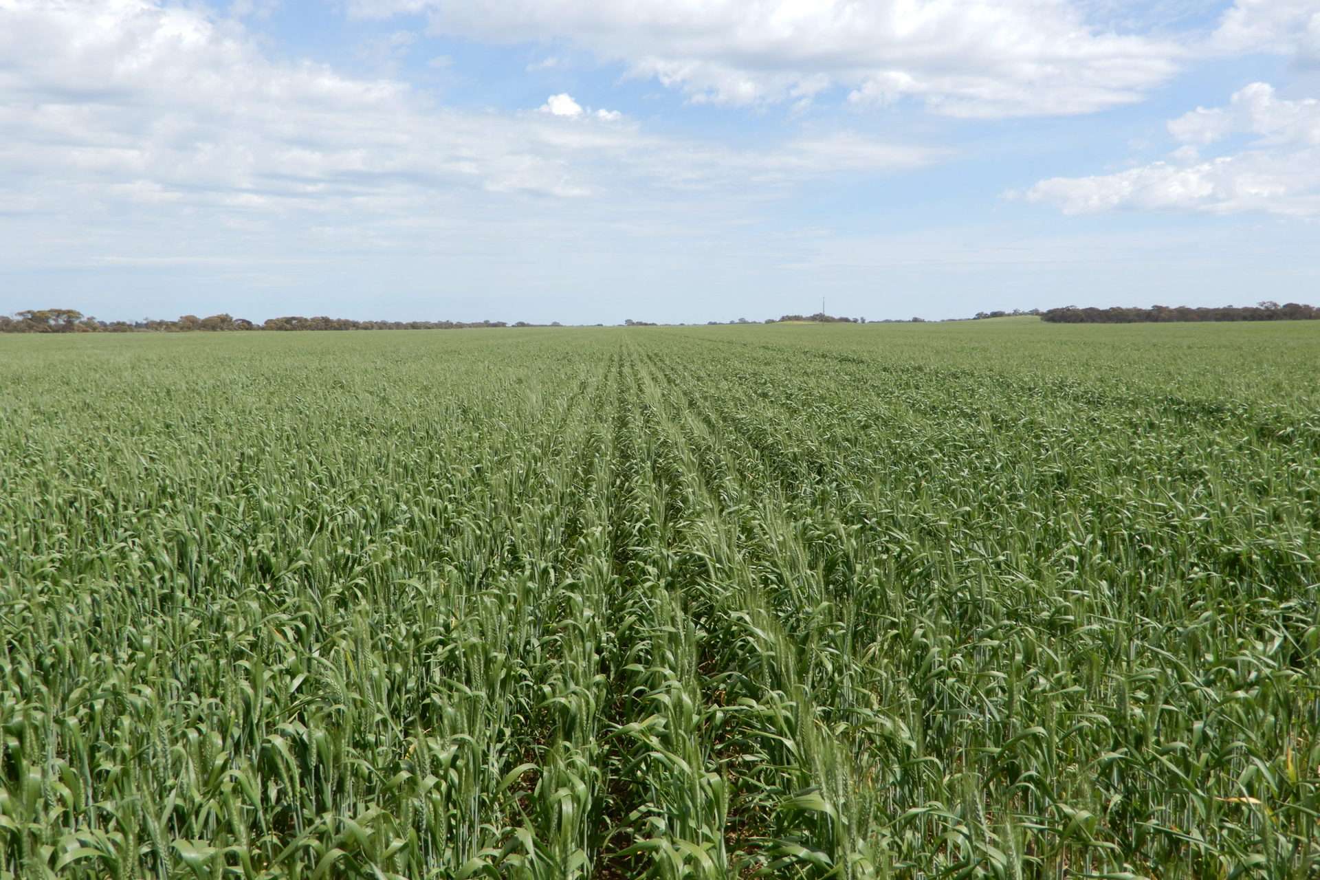 3081 Emu Flat Road, Sherwood For Sale by Farmbuy.com - image 27