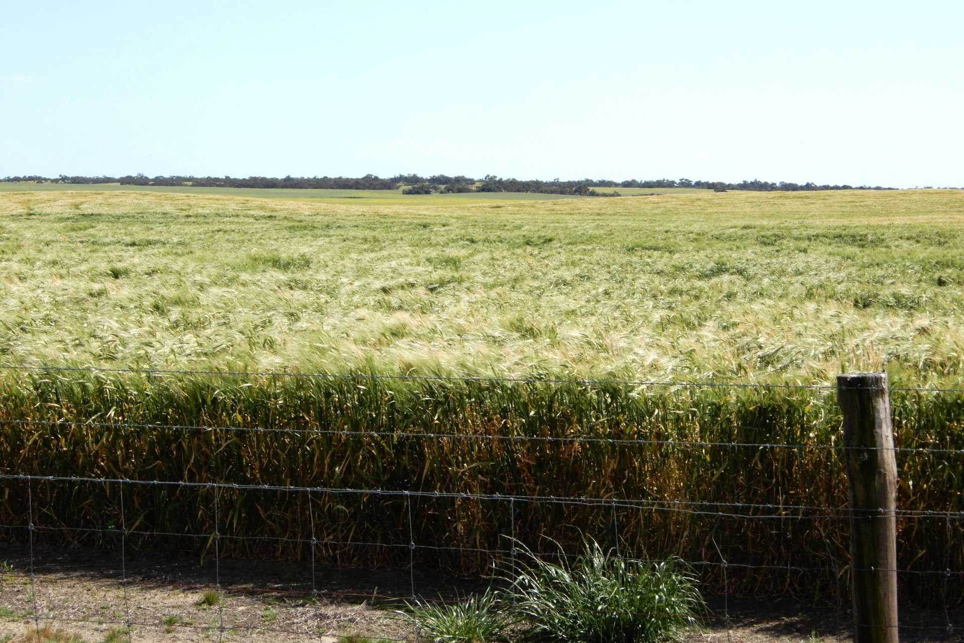 3081 Emu Flat Road, Sherwood For Sale by Farmbuy.com - image 19