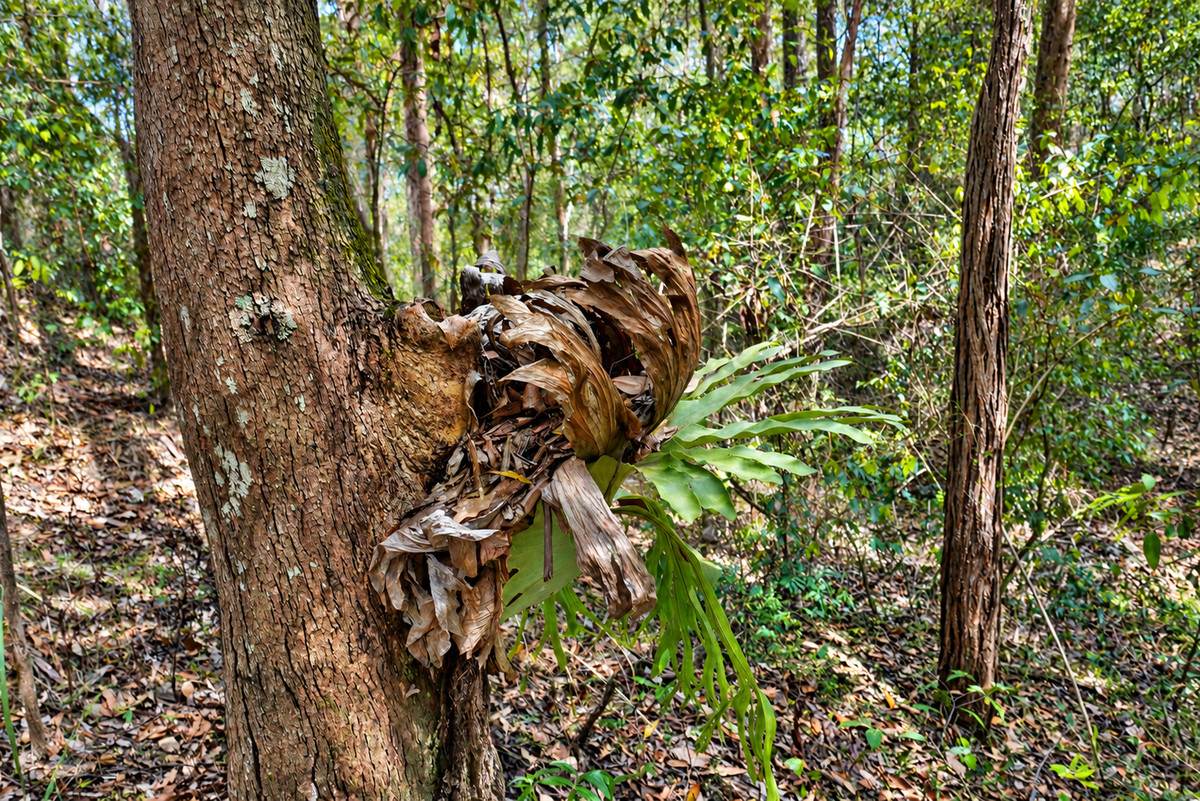 Lot 47,  Hogarth Range Road, Hogarth Range For Sale by Farmbuy.com - image 21
