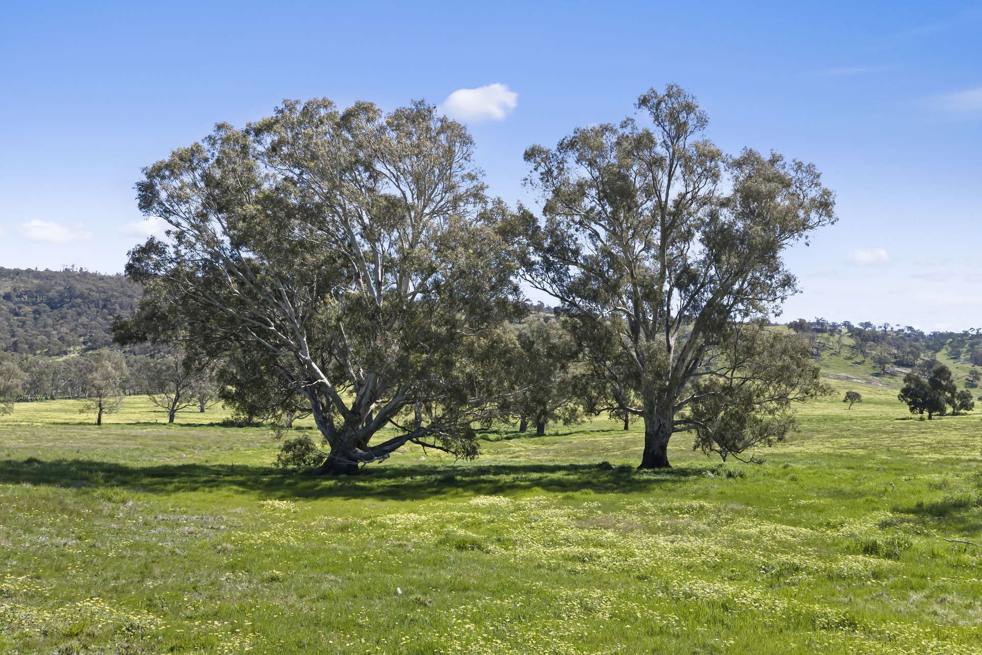 1036 Euroa-Mansfield Road, Gooram For Sale by Farmbuy.com - image 6