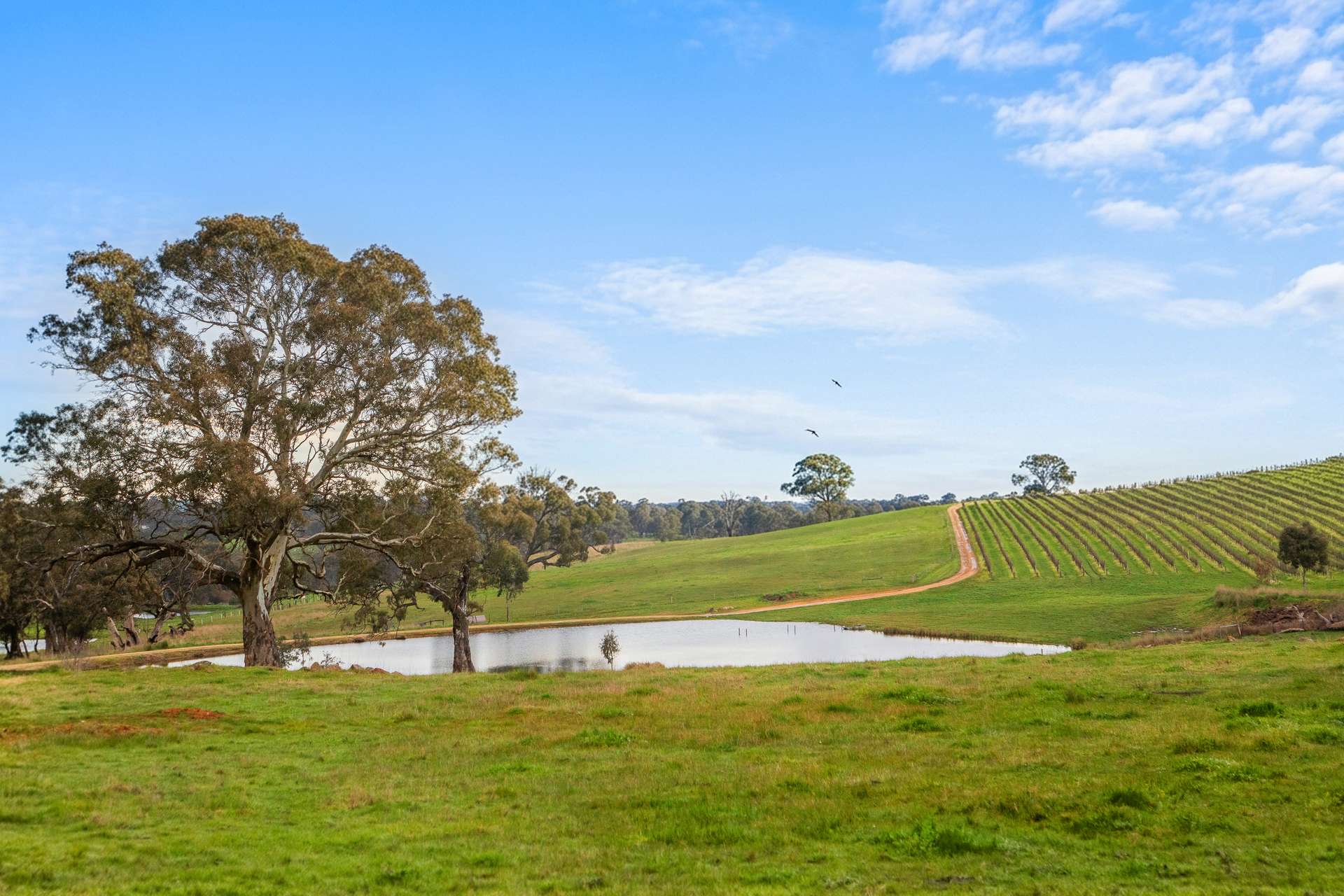 100 Burnley Road, Woodside For Sale by Farmbuy.com - image 6