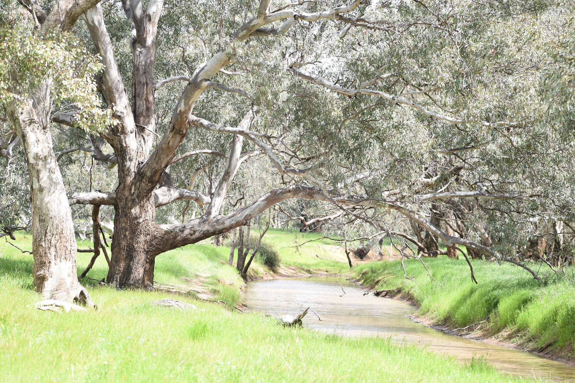 3937 West Wyalong Condobolin Road, Girral For Sale by Farmbuy.com - image 2