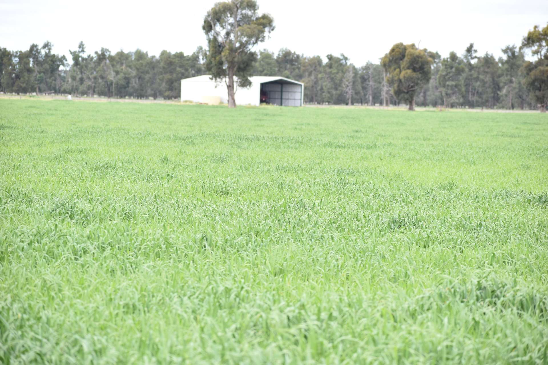 3937 West Wyalong Condobolin Road, Girral For Sale by Farmbuy.com - image 9
