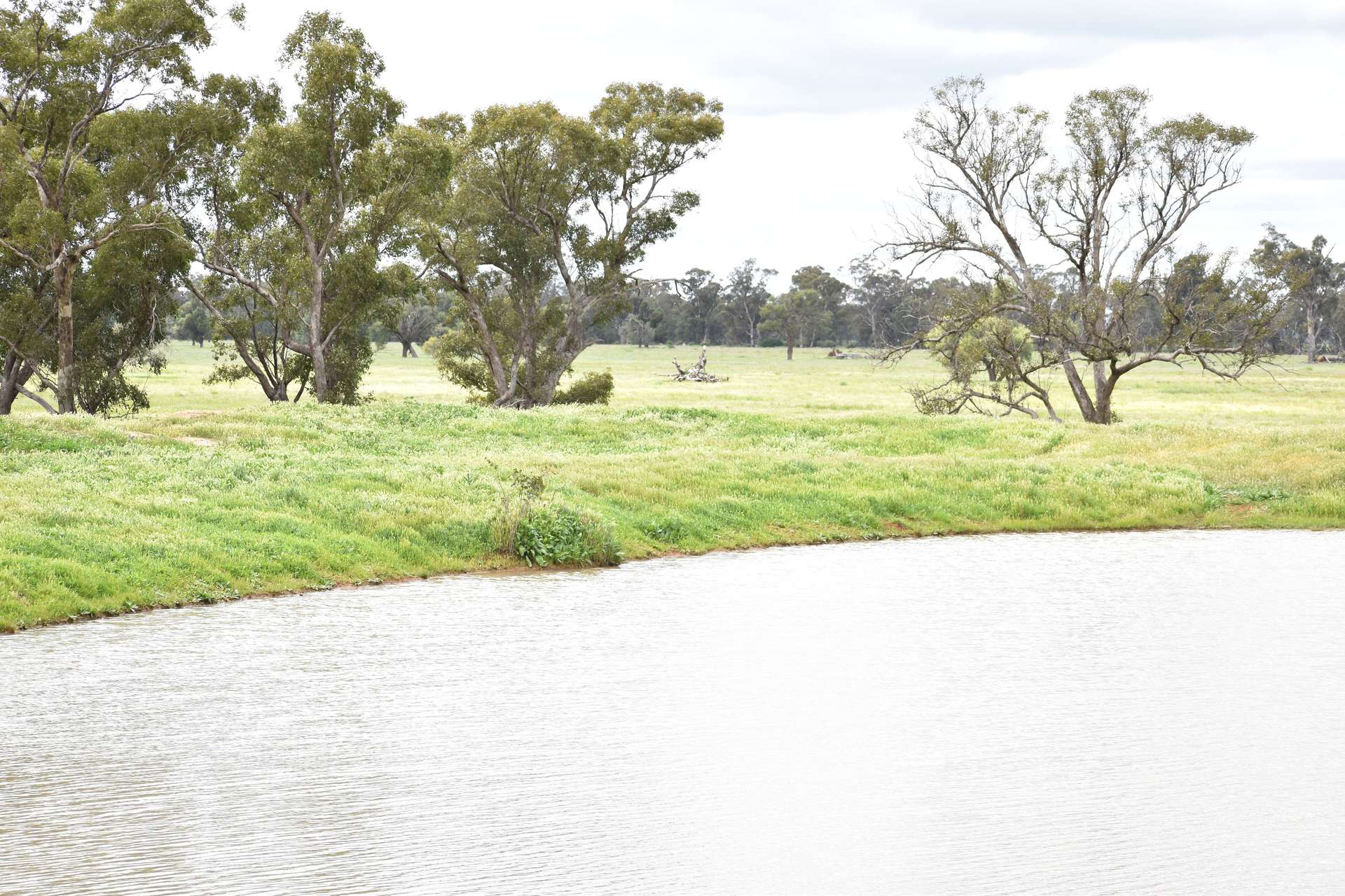 3937 West Wyalong Condobolin Road, Girral For Sale by Farmbuy.com - image 10