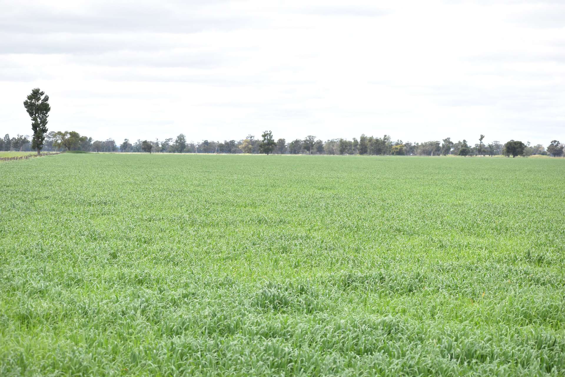 3937 West Wyalong Condobolin Road, Girral For Sale by Farmbuy.com - image 8