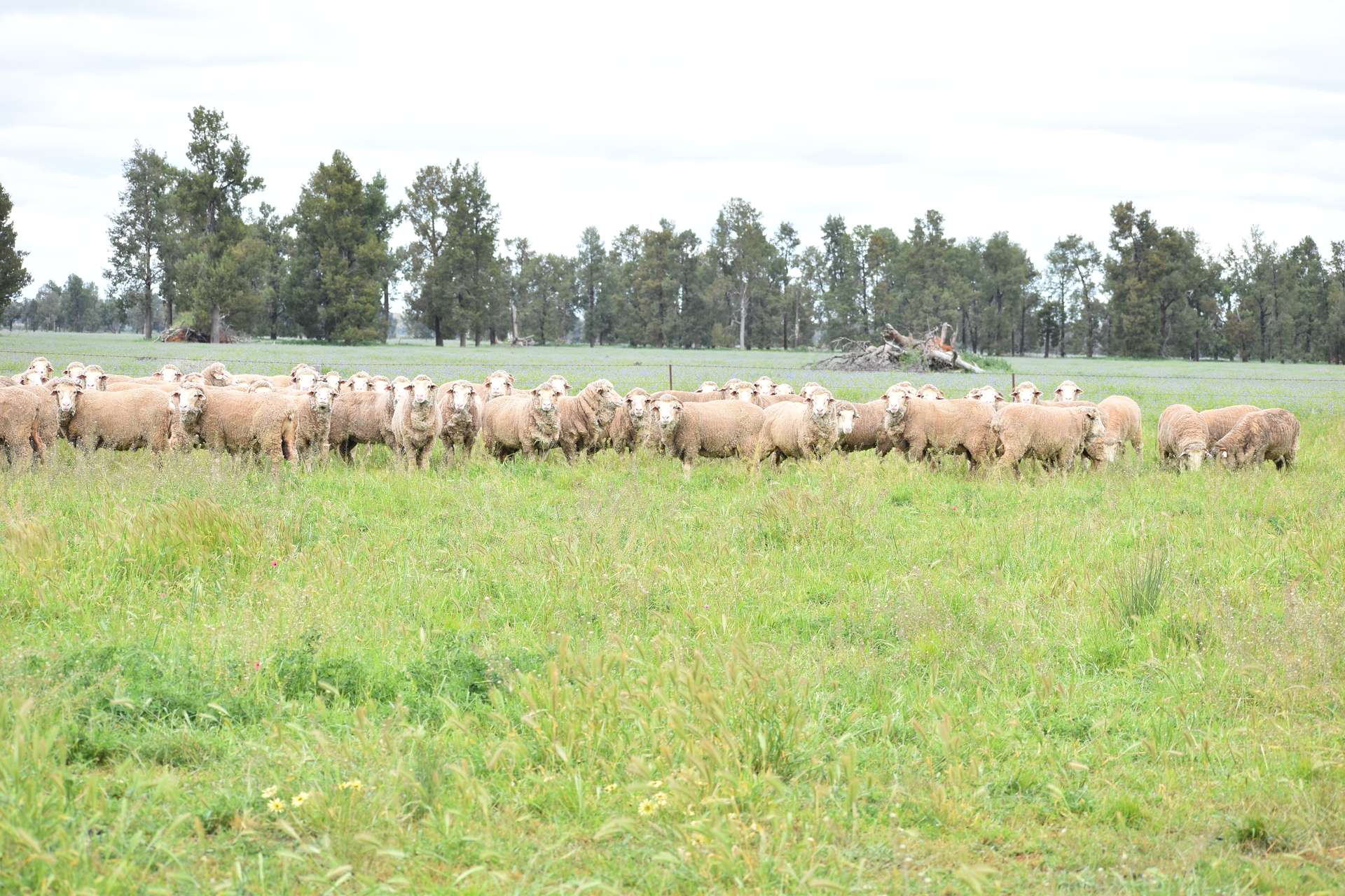 3937 West Wyalong Condobolin Road, Girral For Sale by Farmbuy.com - image 7