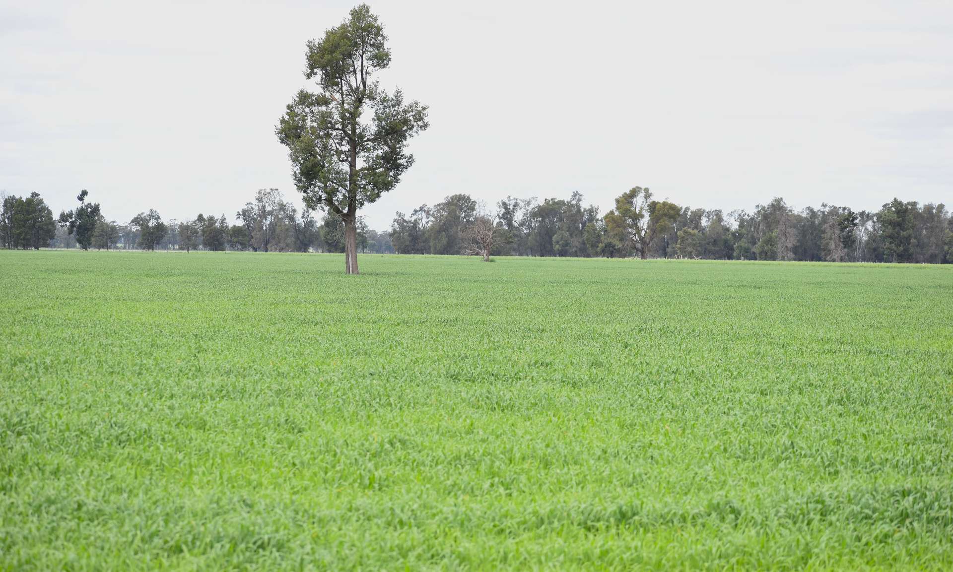 3937 West Wyalong Condobolin Road, Girral For Sale by Farmbuy.com - image 16