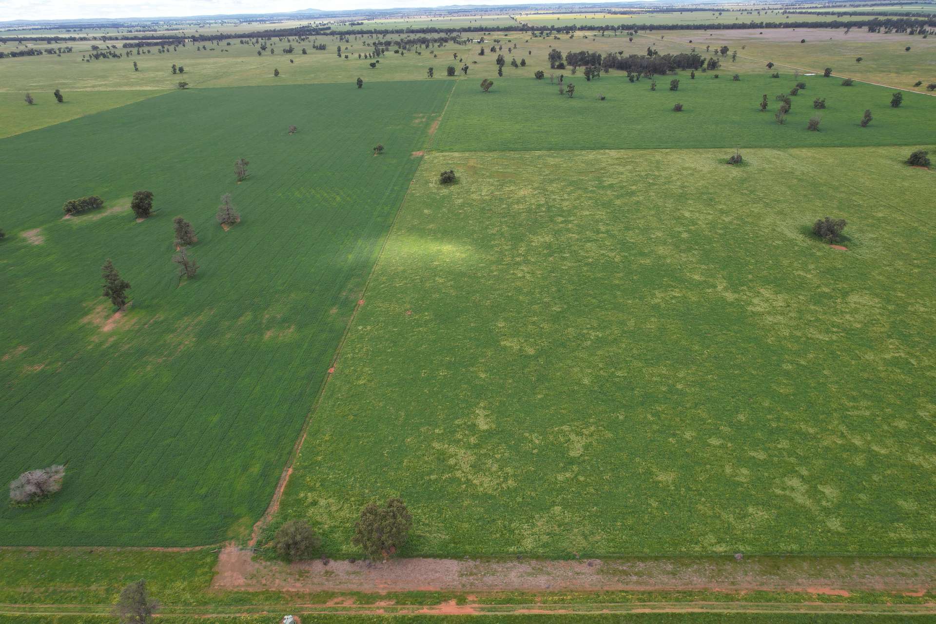 3937 West Wyalong Condobolin Road, Girral For Sale by Farmbuy.com - image 3