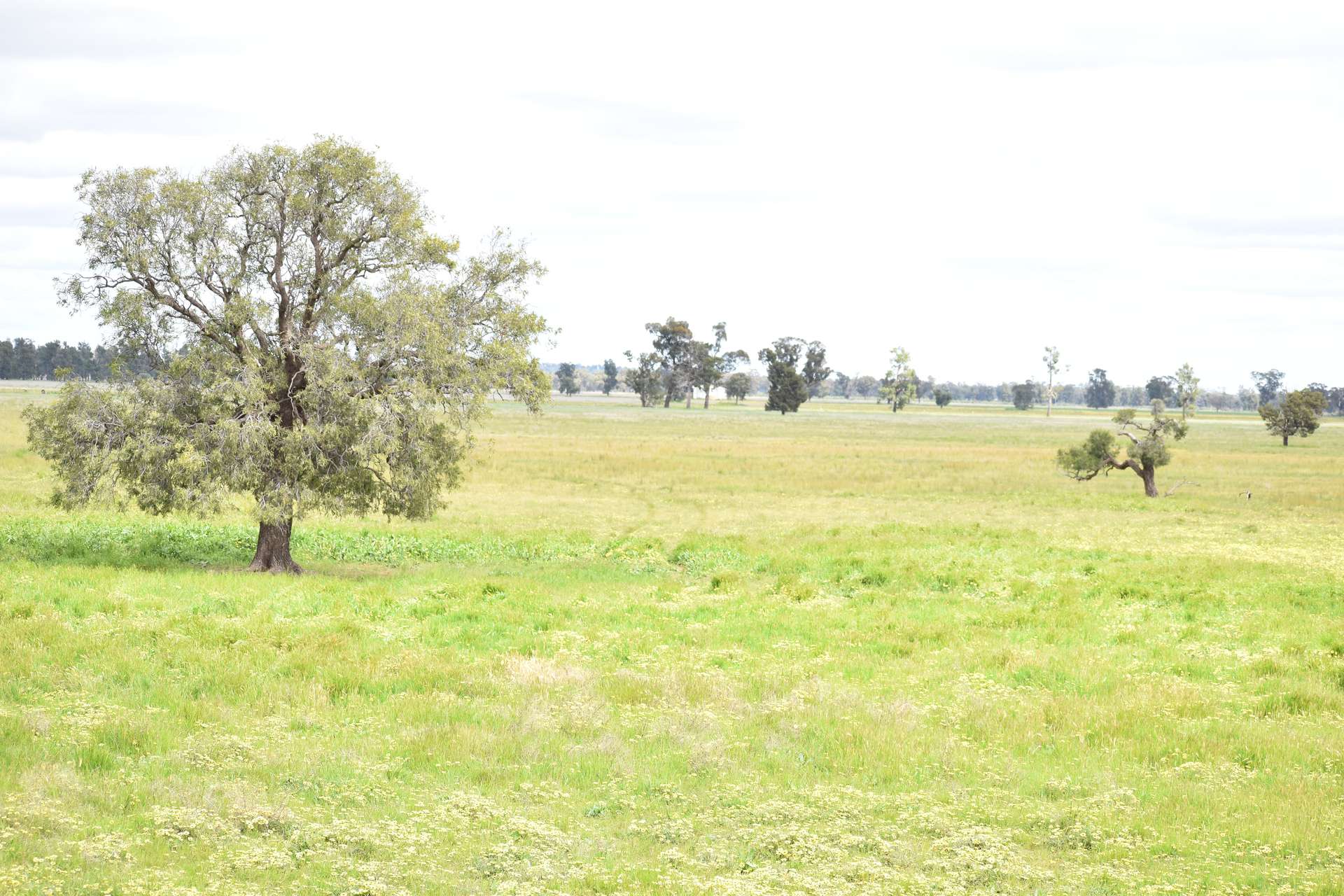 3937 West Wyalong Condobolin Road, Girral For Sale by Farmbuy.com - image 6