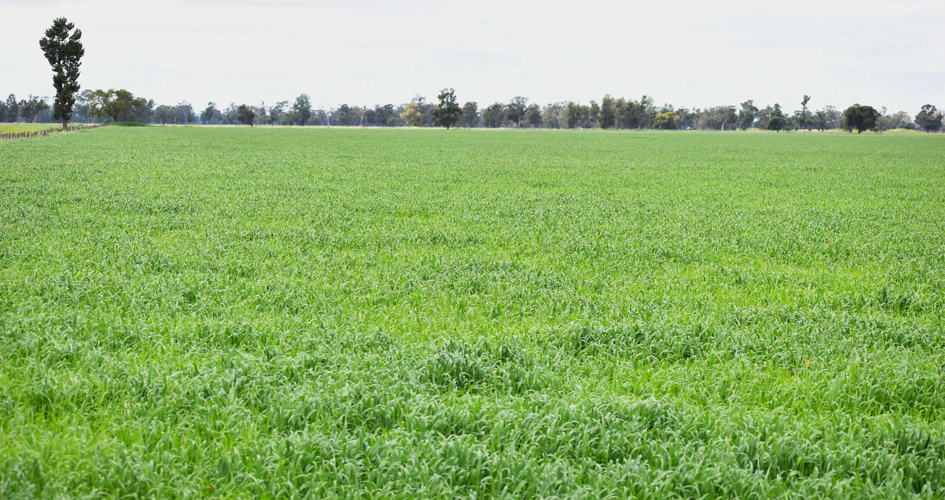 3937 West Wyalong Condobolin Road, Girral For Sale by Farmbuy.com - image 15