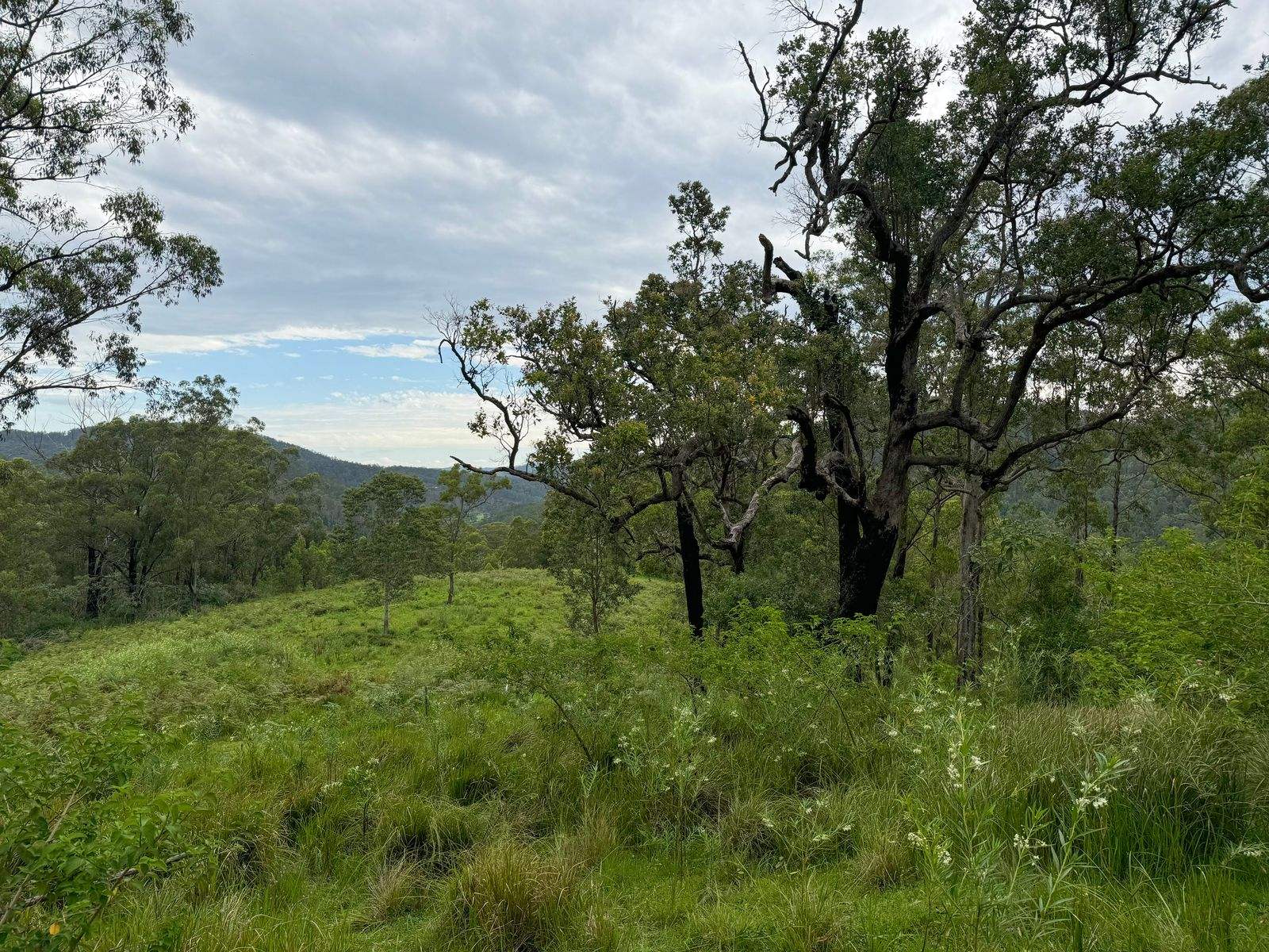 3461 Nowendoc Road, Caffreys Flat For Sale by Farmbuy.com - image 2