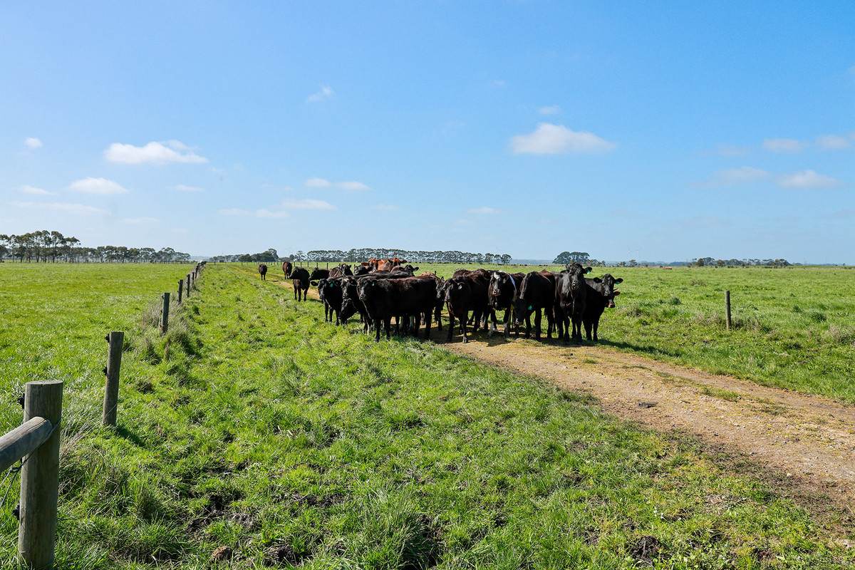 'Leigrand' Willatook-Warrong Road, Willatook For Sale by Farmbuy.com - image 8