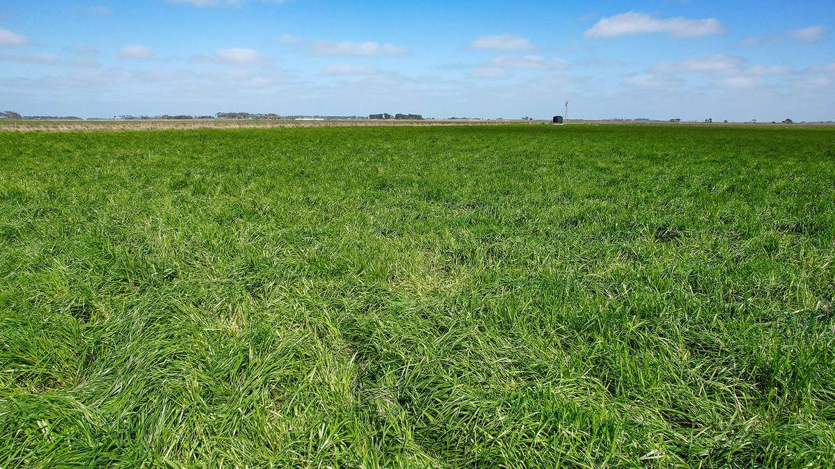 'Leigrand' Willatook-Warrong Road, Willatook For Sale by Farmbuy.com - image 11