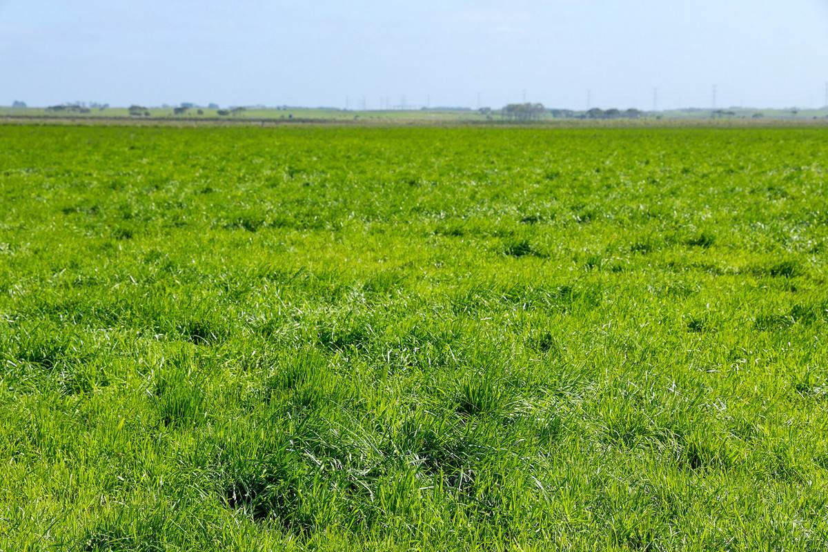 'Leigrand' Willatook-Warrong Road, Willatook For Sale by Farmbuy.com - image 6
