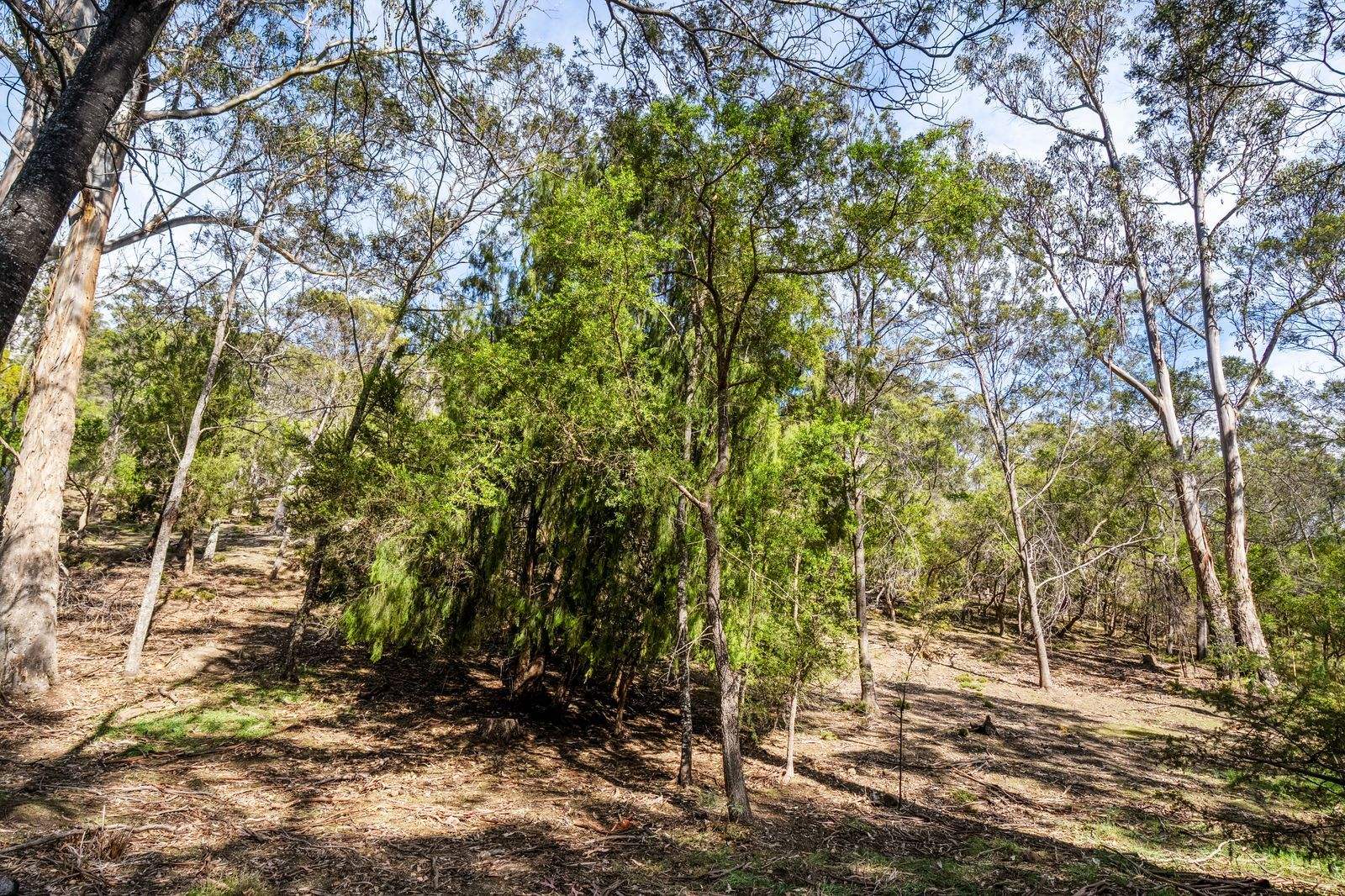 607 Delmore Road, Wattle Hill For Sale by Farmbuy.com - image 16