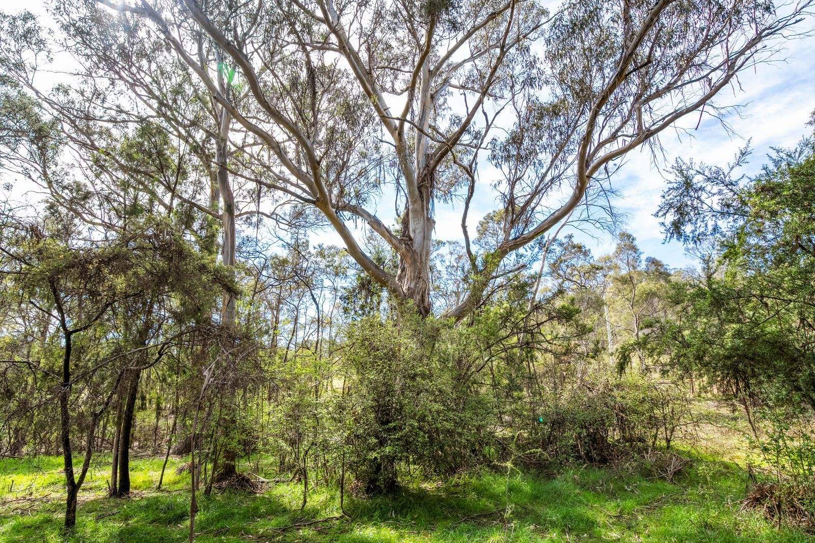607 Delmore Road, Wattle Hill For Sale by Farmbuy.com - image 10