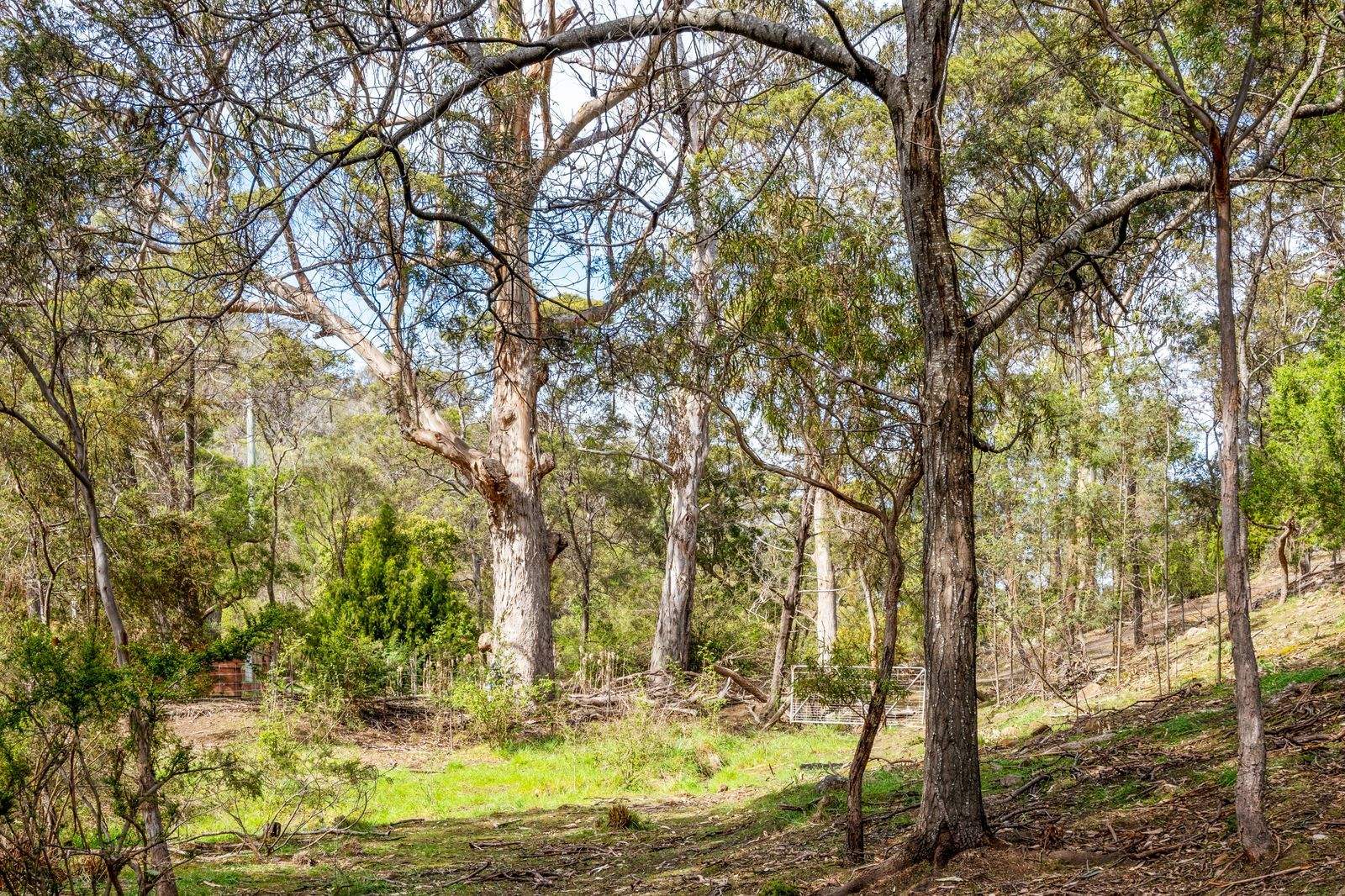 607 Delmore Road, Wattle Hill For Sale by Farmbuy.com - image 25