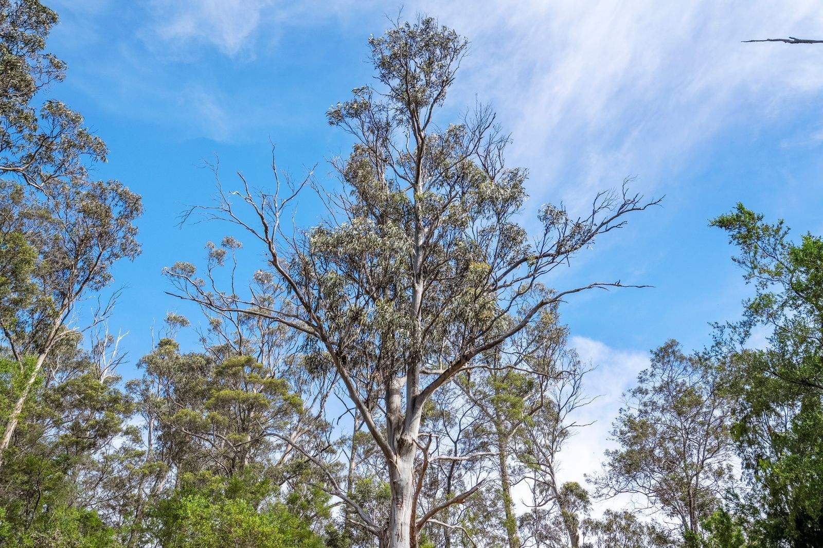 607 Delmore Road, Wattle Hill For Sale by Farmbuy.com - image 24