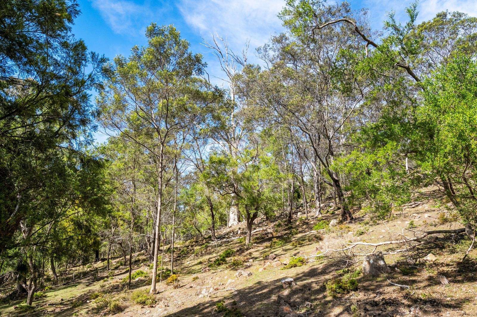 607 Delmore Road, Wattle Hill For Sale by Farmbuy.com - image 15